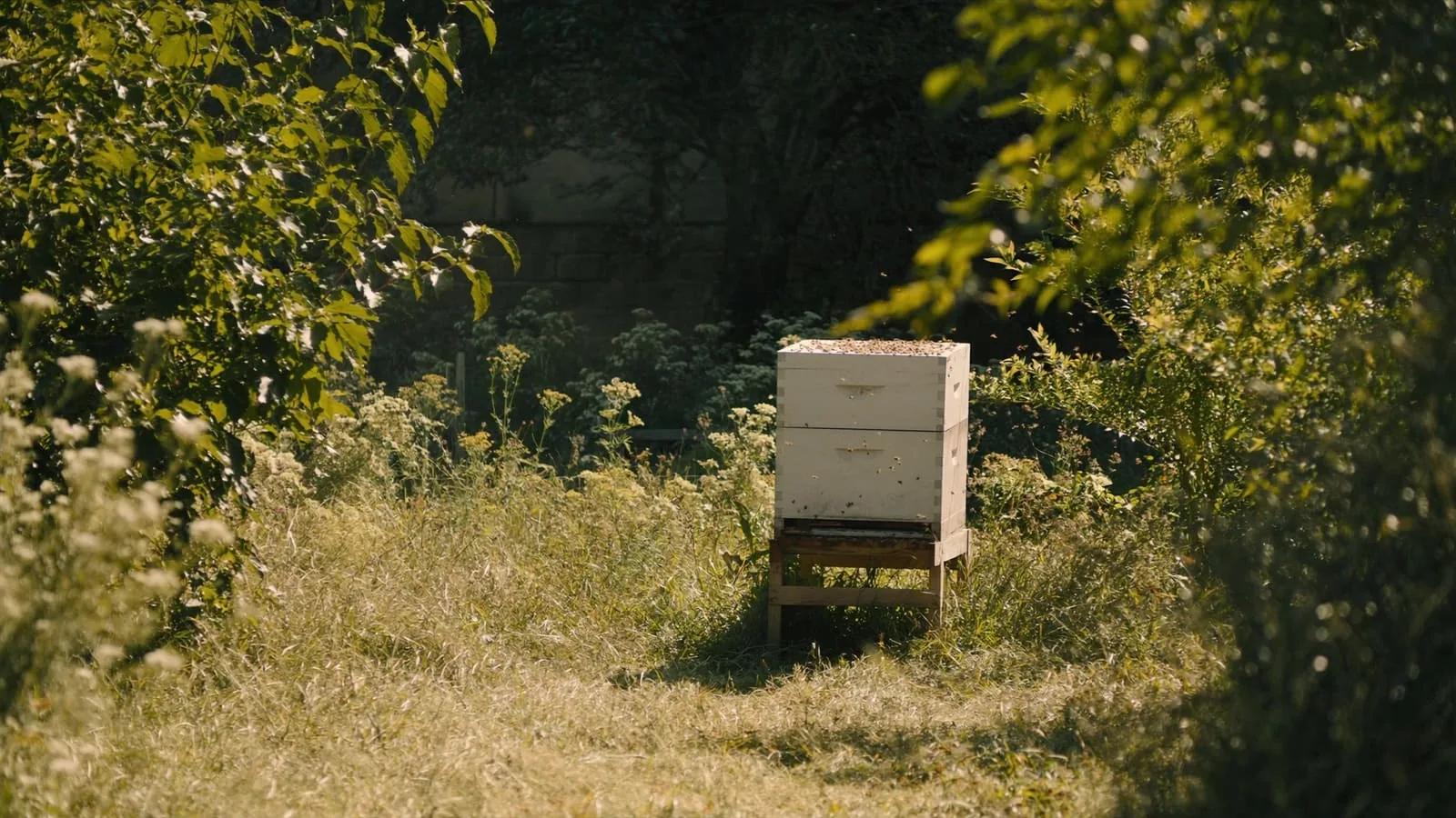 Start a Backyard Beekeeping Setup for Under $50