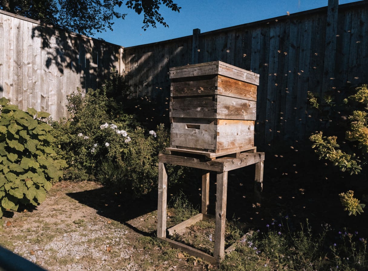 Langstroth beehive positioned on a wooden stand in a sunny backyard with a wooden privacy fence as a windbreak