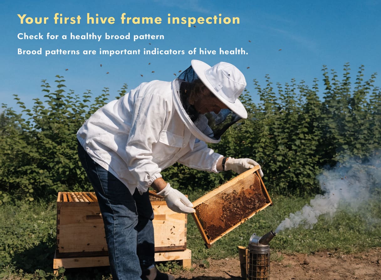 Beekeeper performing a frame inspection in summer, checking brood pattern on a drawn comb inside a Langstroth hive